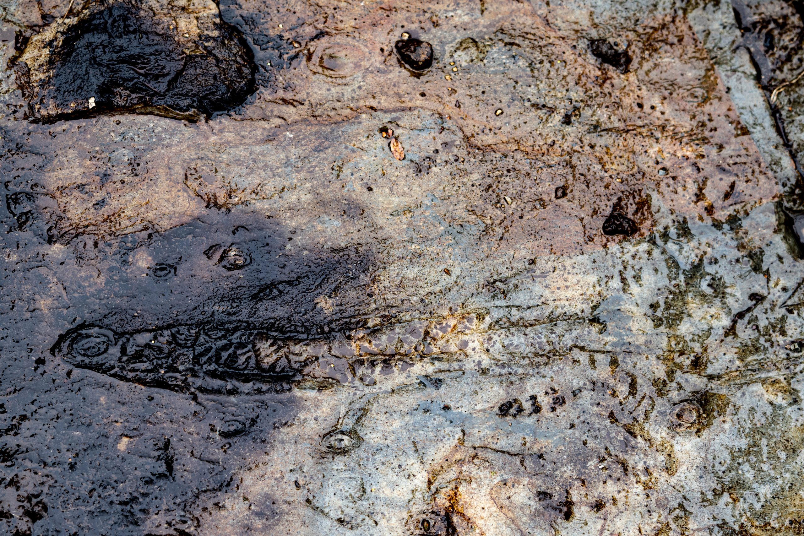 Upper Island Cove Fossil Tour